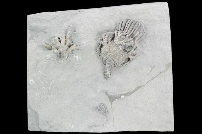 Fossil Crinoid (Platycrinites & Pachylocrinus) Plate - Indiana #125920